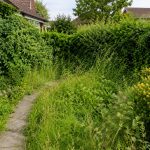 Overgrown garden with tall grass, dense shrubs, and untrimmed hedges surrounding a pathway, indicating the need for professional landscaping maintenance.