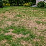 Patchy lawn with brown dead grass, bare spots, and uneven growth, showing signs of poor lawn health and the need for professional lawn care.