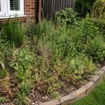 Overgrown garden bed with weeds, dead plants, and untidy shrubs, indicating the need for professional garden maintenance and landscaping services.